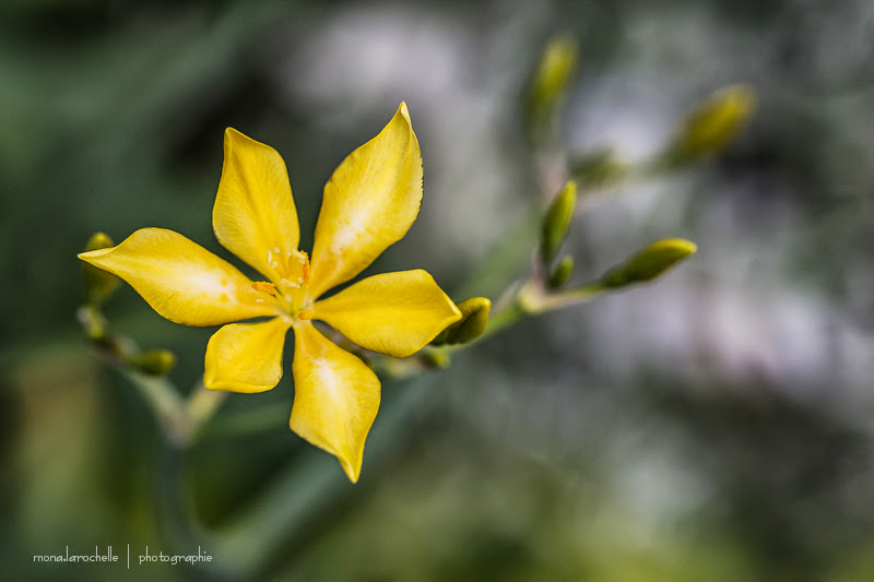 Iris domestica (pardancanda) Hello Yellow Iris-domestica-hello-yellow-130812-9rm