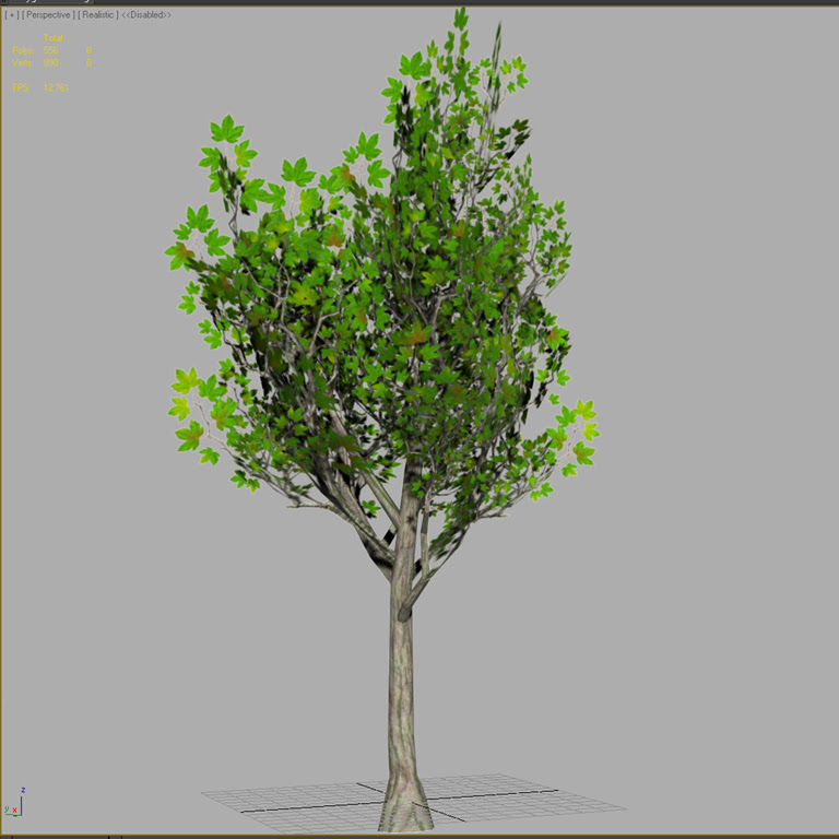 MapleTree01