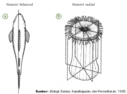 Bentuk simetri pada hewan. (a) Simetri bilateral pada ikan dan (b) simetri radial pada anemon laut. 