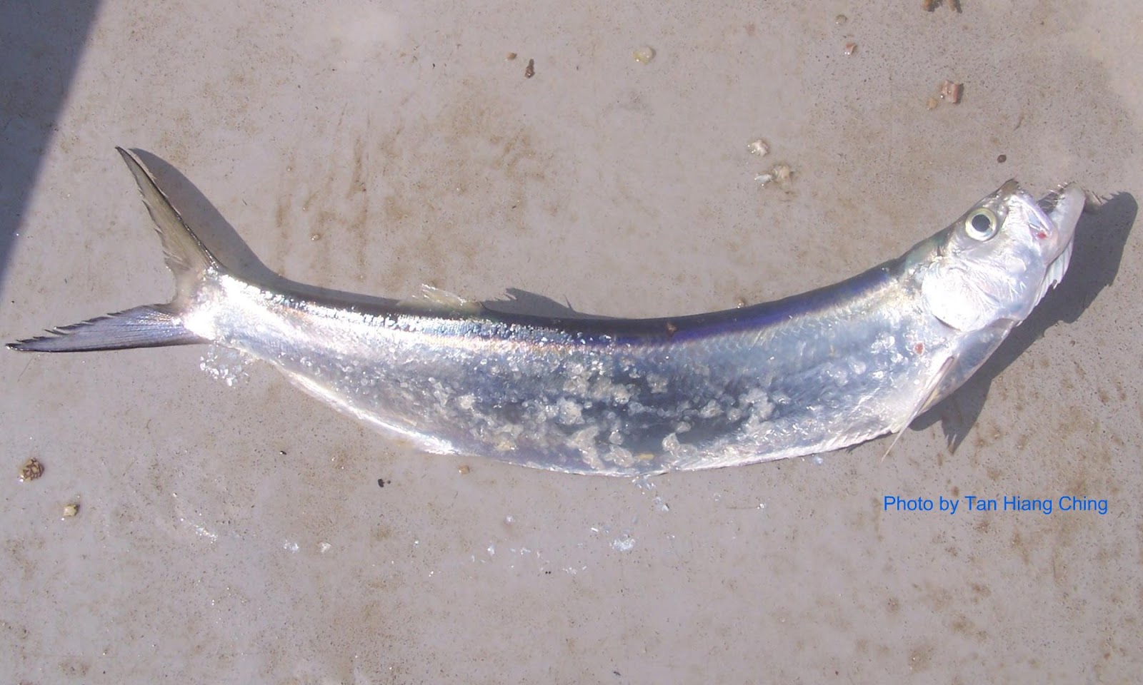 herring fish in malay