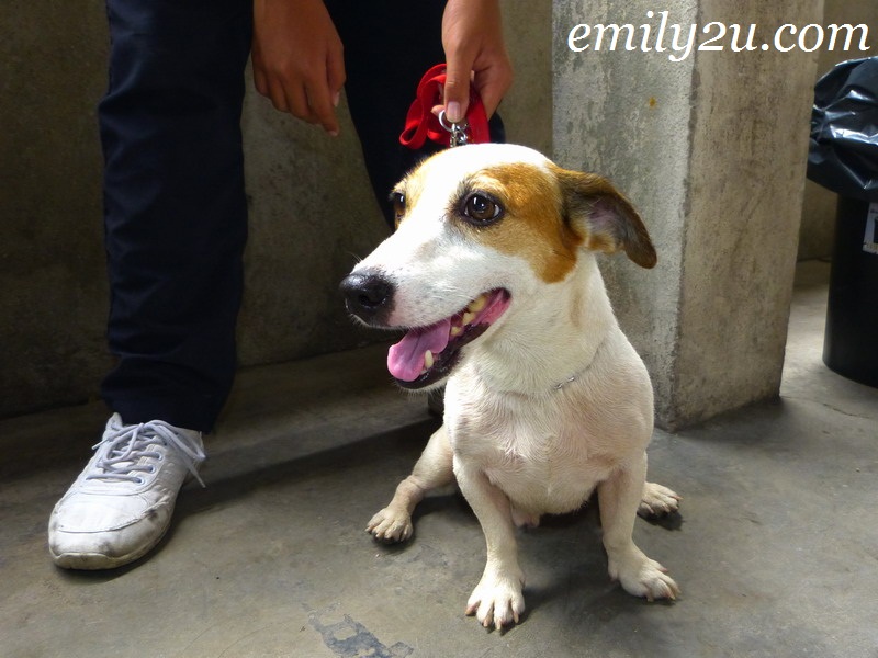 17+ Harga anjing jack russell terrier information