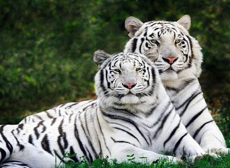 Harimau Putih Kumpulan Gambar 