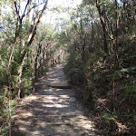 Track west of Wentworth Falls Lookout (184137)