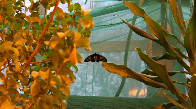 Дом бабочек и чуть-чуть ВВЦ. Москва. октябрь 2011