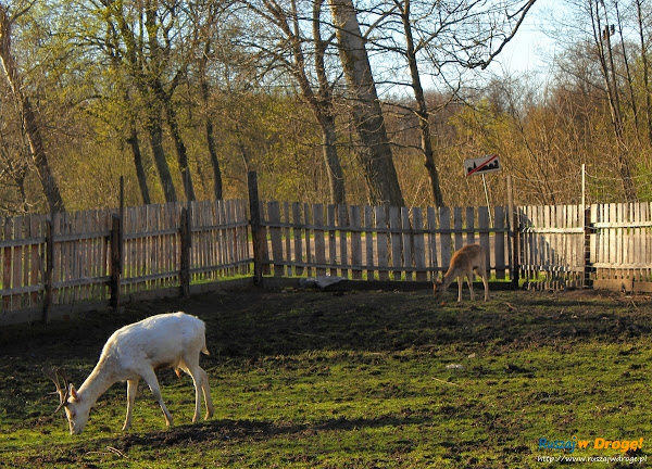 Kaszubski Park Miniatur Strysza Buda - biały daniel