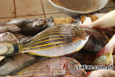Labahita (Surgeon Fish) Labahita (Surgeon Fish)