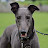 Cate Wilson avatar image