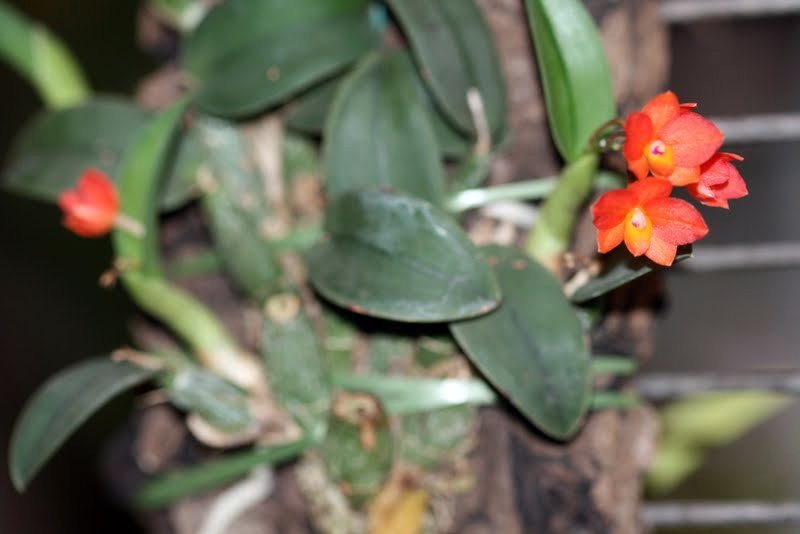 Cattleya cernua (syn. Sophronitis cernua) IMG_1112