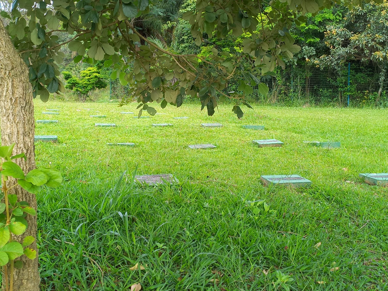 na foto vemos alguns túmulos em uma área verde
