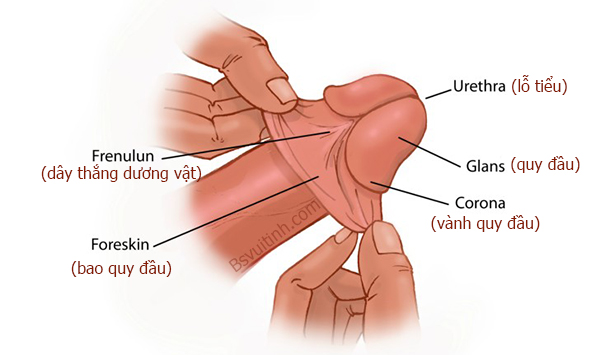 Ngắn dây tthắng dương vật Ngan-day-thang-duong-vat