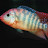 Steve Slater avatar image