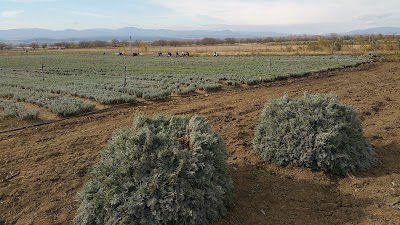 Photos of Ферма за лавандула разсад Сюлейман