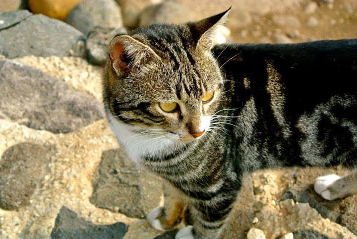 Israeli Cat!
