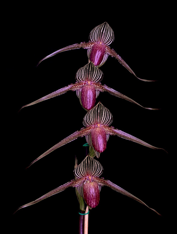 Paphiopedilum rothschildianum (au pluriel) PurpleBoy_SixFay_5fleurs