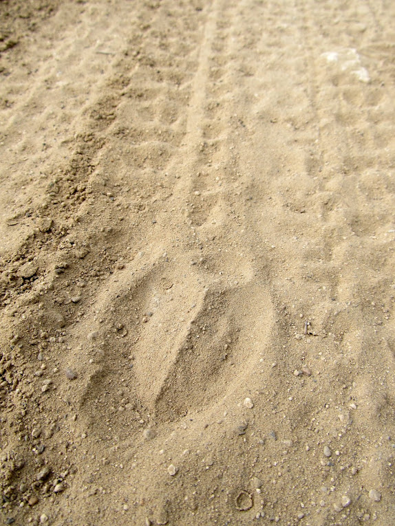 Some deer hoofprints followed the singletrack for about a quarter-mile