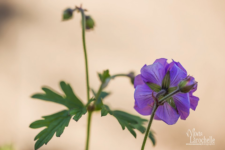 Géranium Birch double Geranium-birch-double-140609-71rm