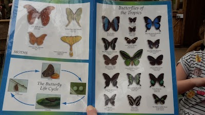 Butterflies on the Vliet