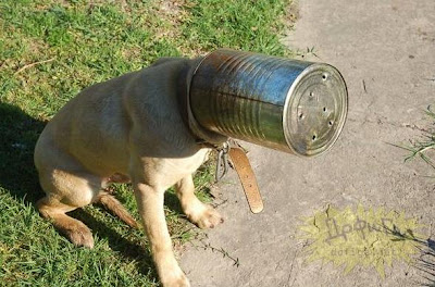  Cum naiba ai ajuns acolo??   poze