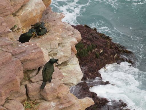 Cap Fréhel