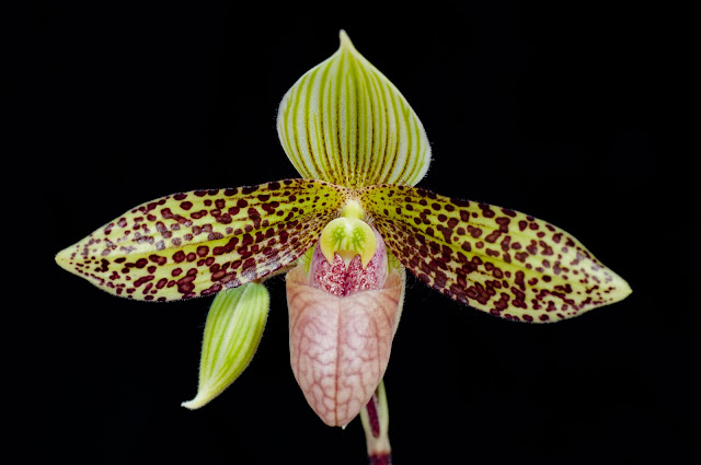 Paphiopedilum sukhakulii _DSC0018