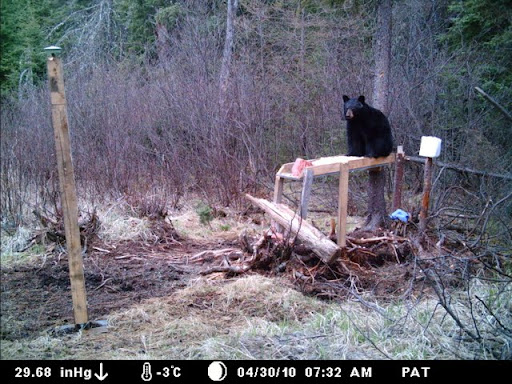 Un ours qui laisse son odeur!!!!! MDGC0377