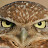 Zoltán Bauer avatar image
