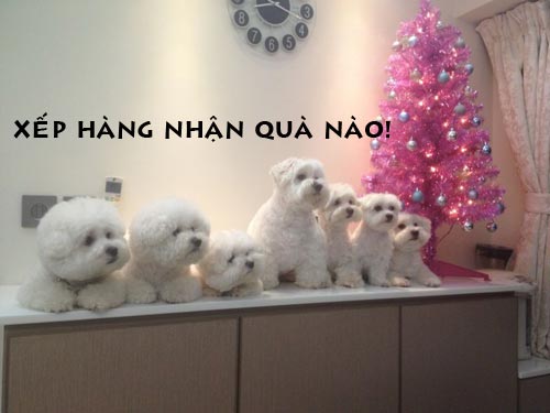 Ảnh chế Chó-Cún hài hước, vui nhộn nhất Ảnh chế vui về chó
