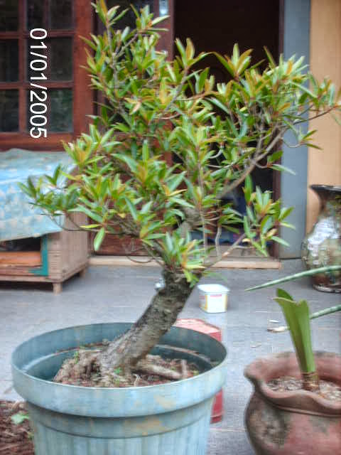 Nerifolia cedido pelo Mestre Rock Junior... PICT2402