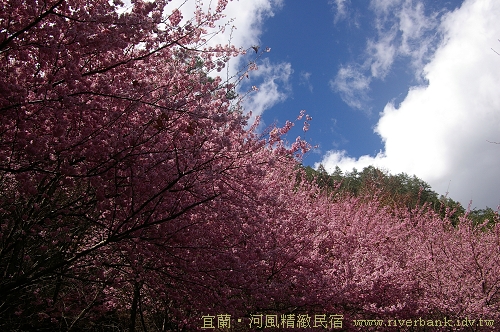 山櫻、霧社櫻、吉野櫻、八重櫻、還有特有的粉紅佳人，被美麗包圍的武陵農場。