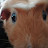 Dyan H avatar image