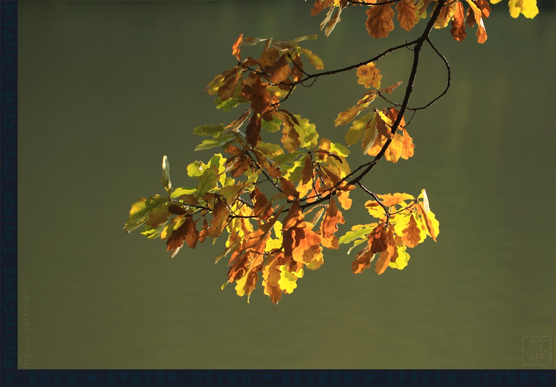 Листья дубовые хоки, hoki, осень, autumn colors, краски осени,