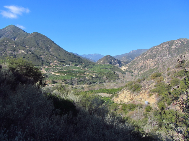 orange groves