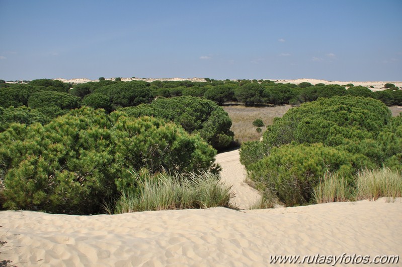 Parque Nacional de Doñana