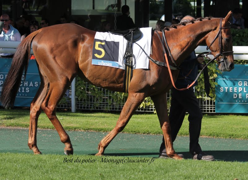Photos Auteuil 17-05-2015 Journée du Grand Steeple - Page 2 IMG_0440