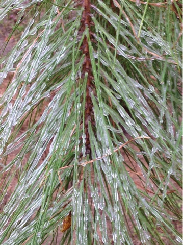 icy pines
