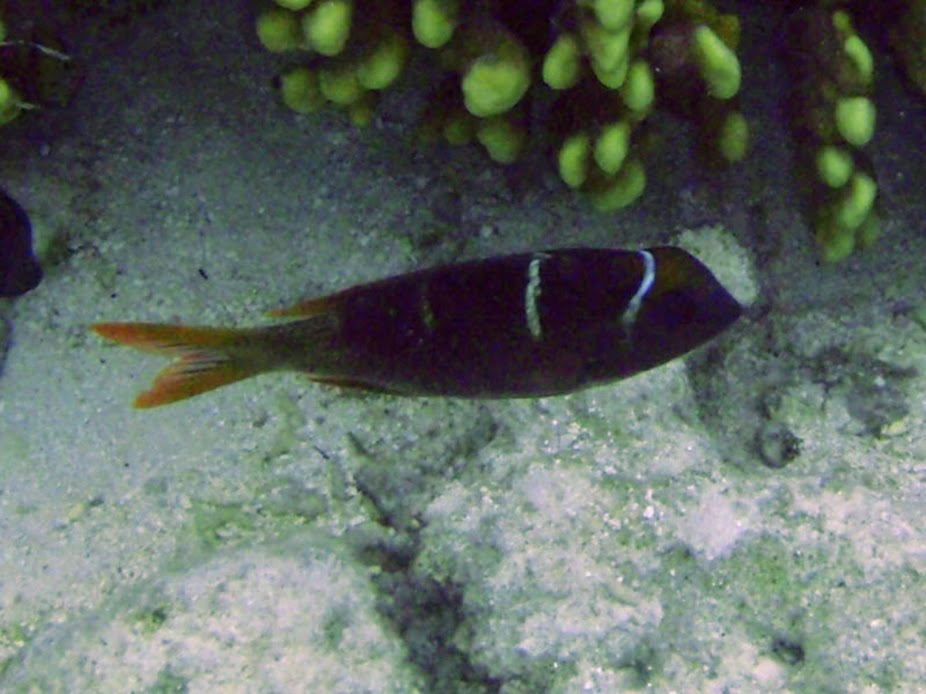Monotaxis grandoculis (Juv. Hump-nose Big-eye Bream), Rarotonga.