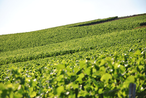 Main image of Champagne G. Tribaut