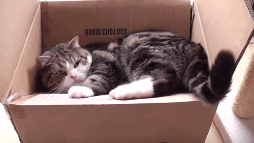 gatocaindo.gif