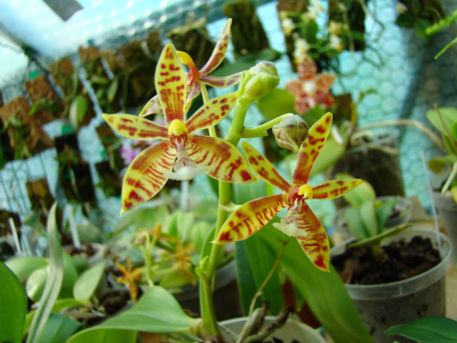 Phalaenopsis mannii DSC00883