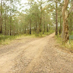 Management trail near Monkey Face viewpoint in the Watagans (322871)