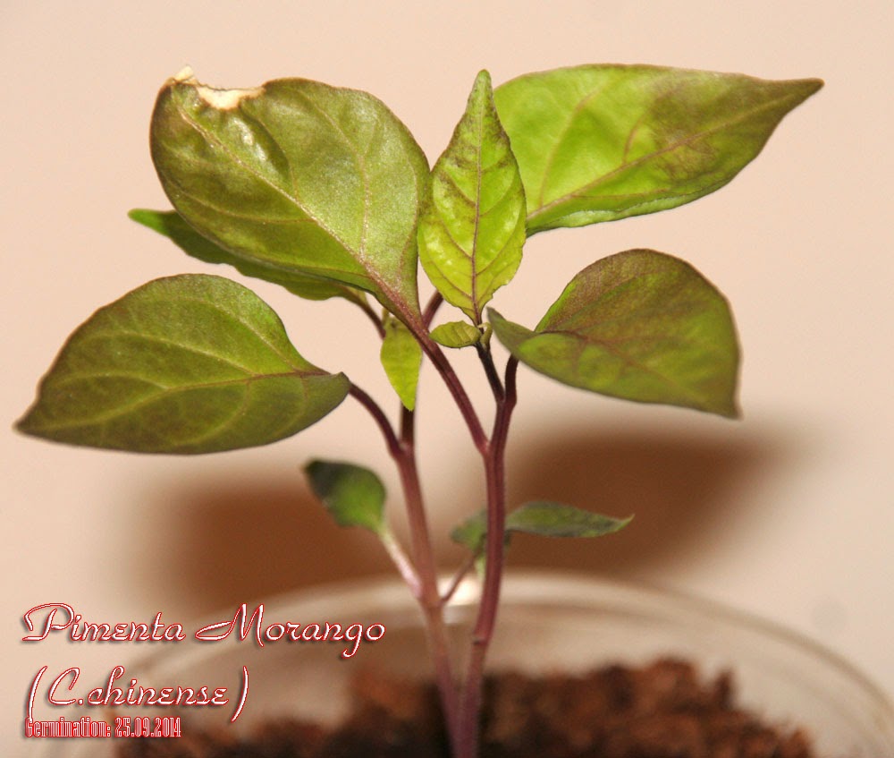 Pimenta_Morango_20days_seedlings1.jpg