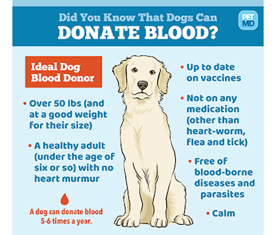Tiêu chuẩn chó hiến tặng máu
