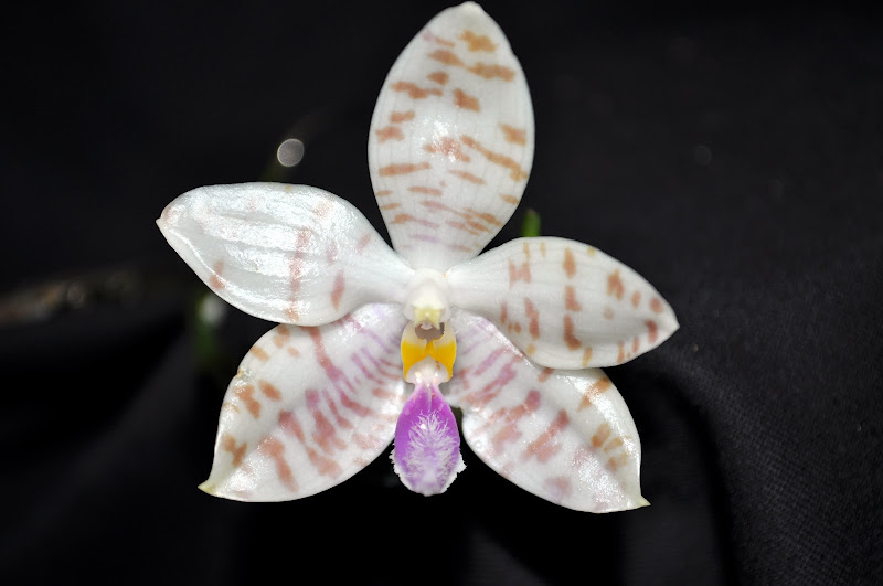 Phalaenopsis tetraspis x pulchra alba DSC_0012
