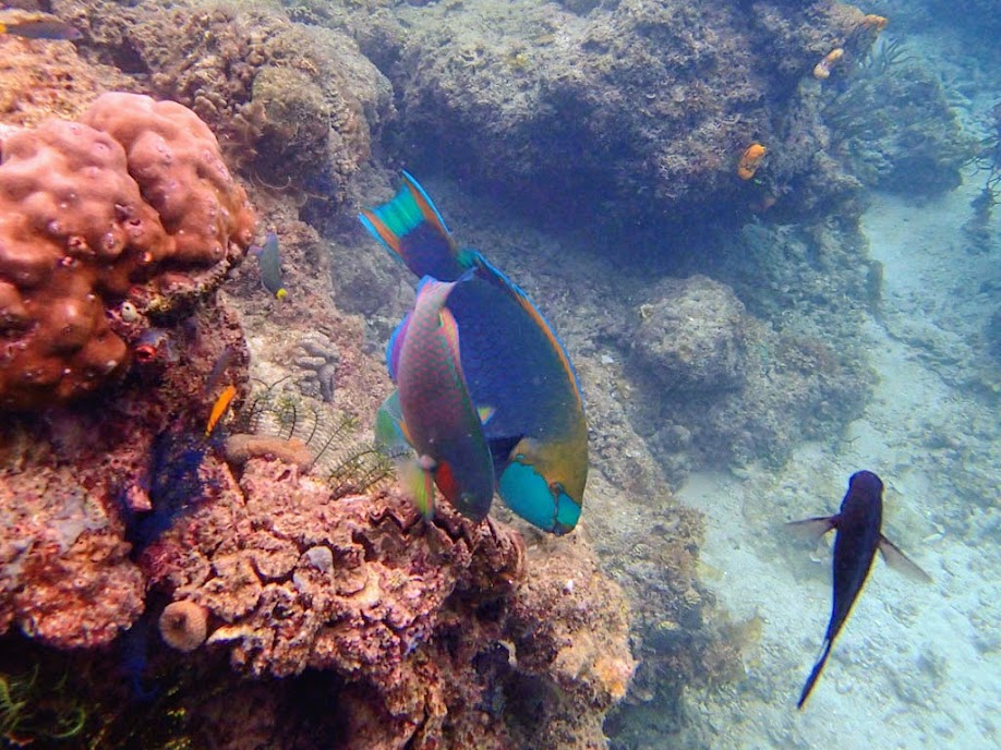 Unidentified Parrotfish, Miniloc Island Resort reef, Palawan, Philippines.