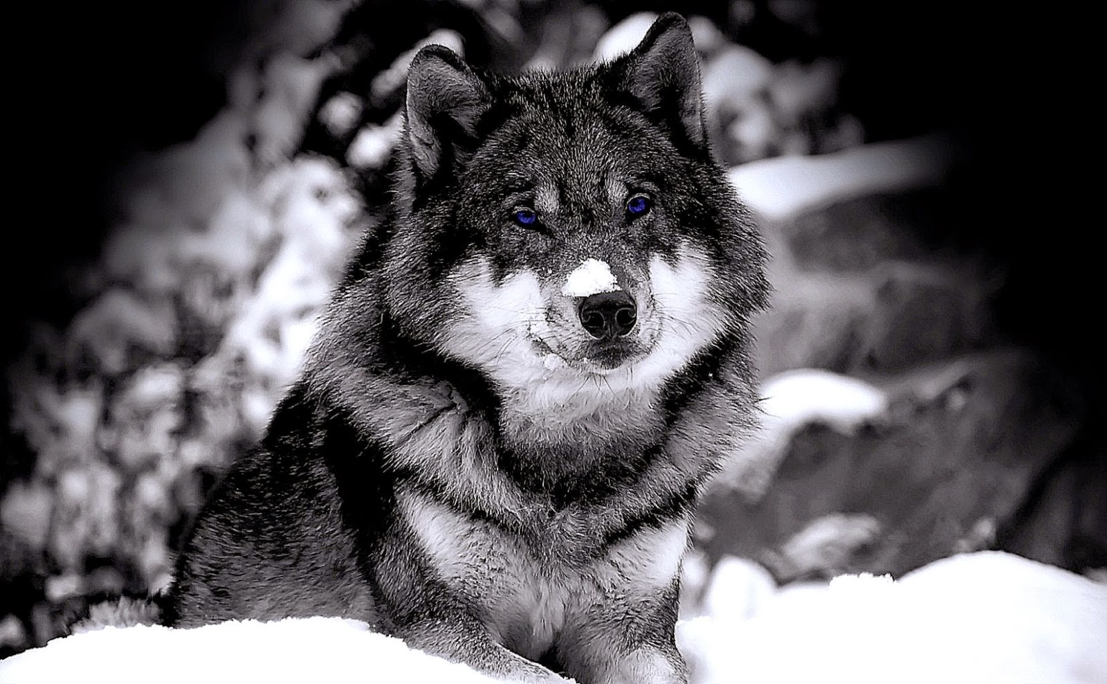 Wolf HD Wallpapers  Wolves Desktop Wallpapers For Android  Cool