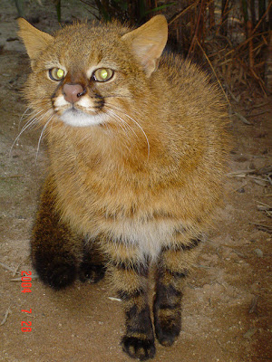 Pampas cat