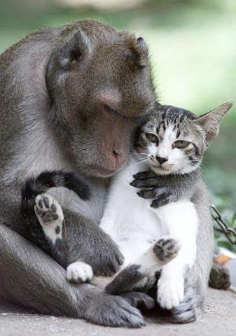 gatto e scimmia