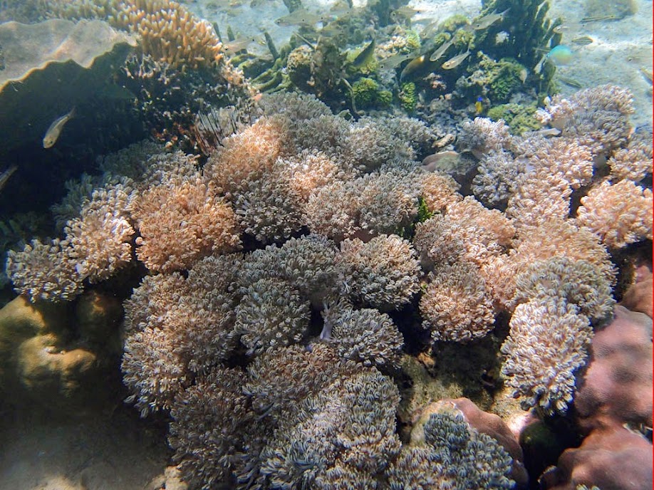 Xenia umbellata (Pulsing Xenia), Chindonan Island, Palawan. Philippines.
