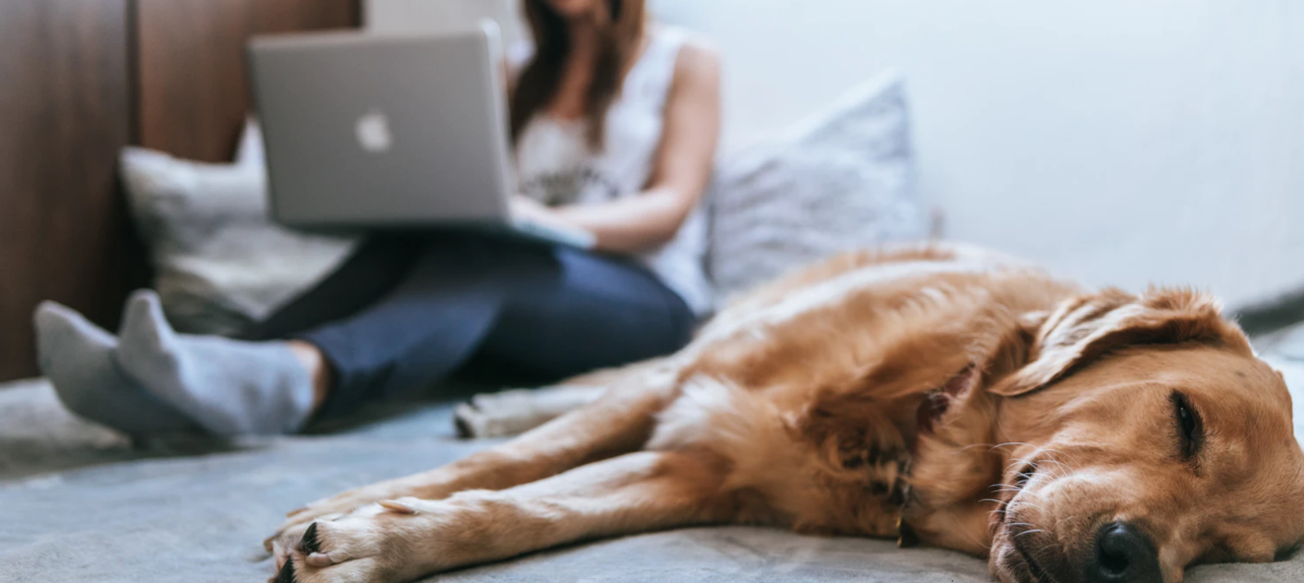 golden retriever sleeping