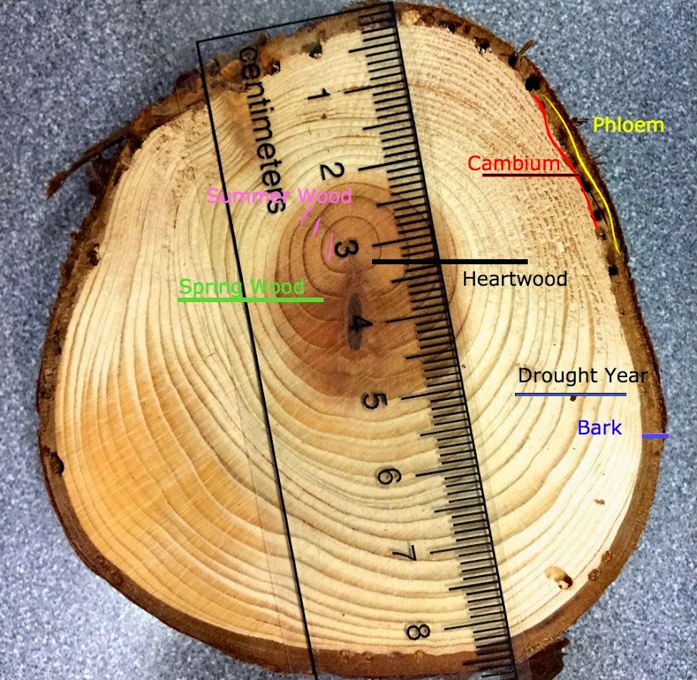 Tree Rings, Climate - Lilach's Investigations